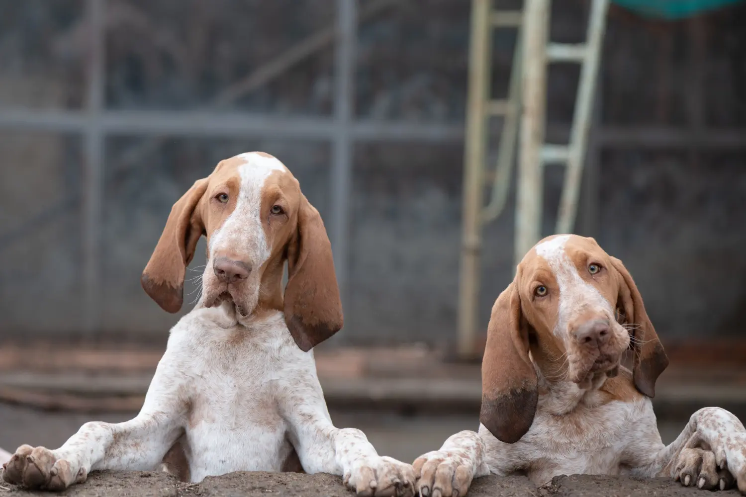 Einen Bracco Italiano Welpen zu kaufen, bedeutet Verantwortung zu übernehmen! Bracco Italiano Welpen kaufen.