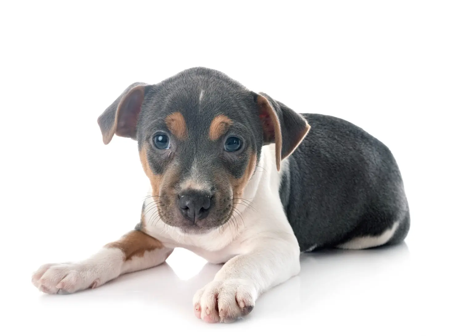 Einen Brasilianischen Terrier Welpen zu kaufen, bedeutet Verantwortung zu übernehmen! Brasilianischer Terrier Welpen kaufen.