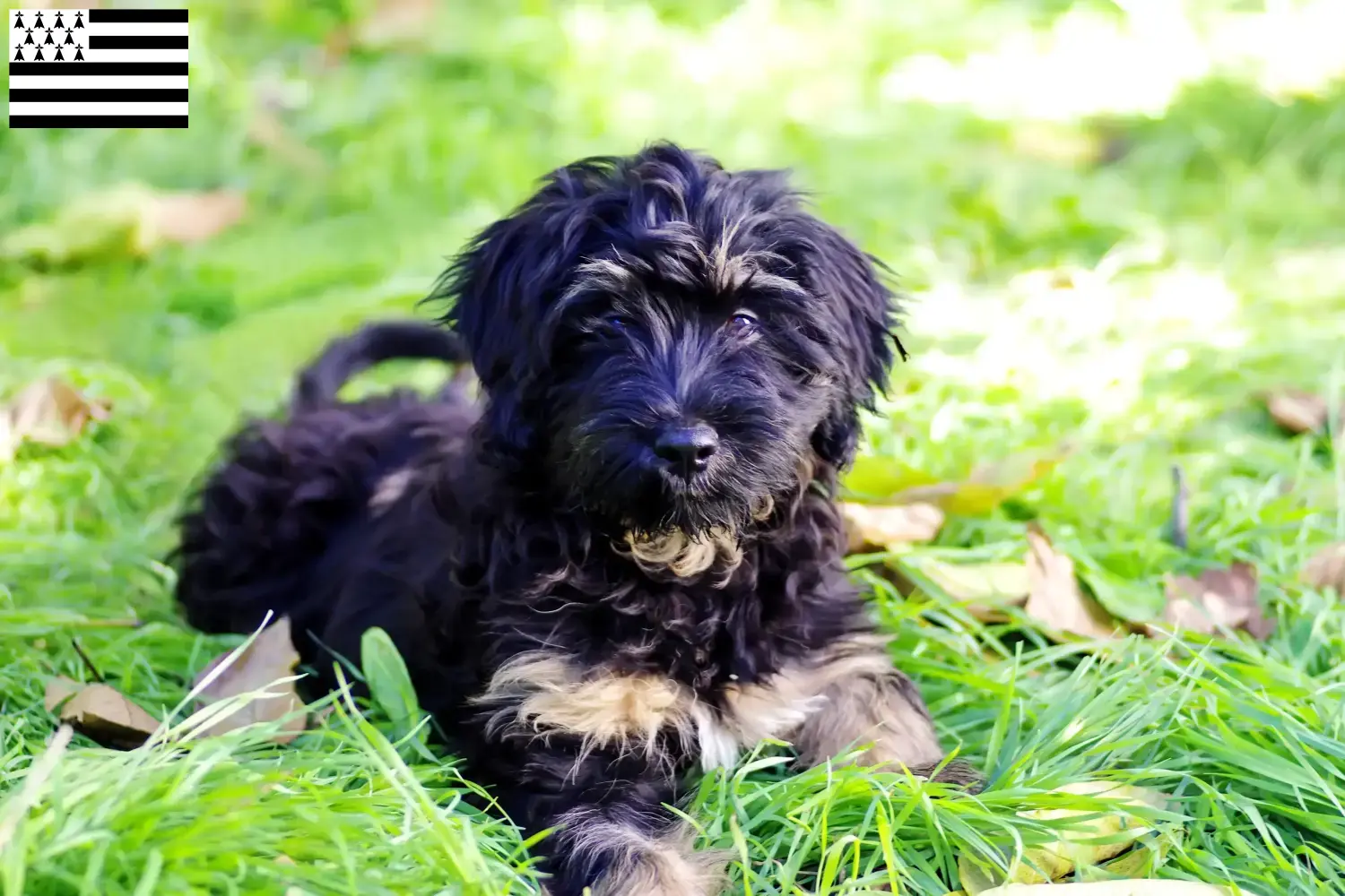 Cão da Serra de Aires Welpen und Züchter Bretagne Hier findest Du Cão da Serra de Aires Züchter in der Bretagne .