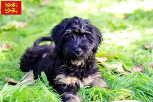Mehr über den Artikel erfahren Cão da Serra de Aires Züchter und Welpen in der Normandie