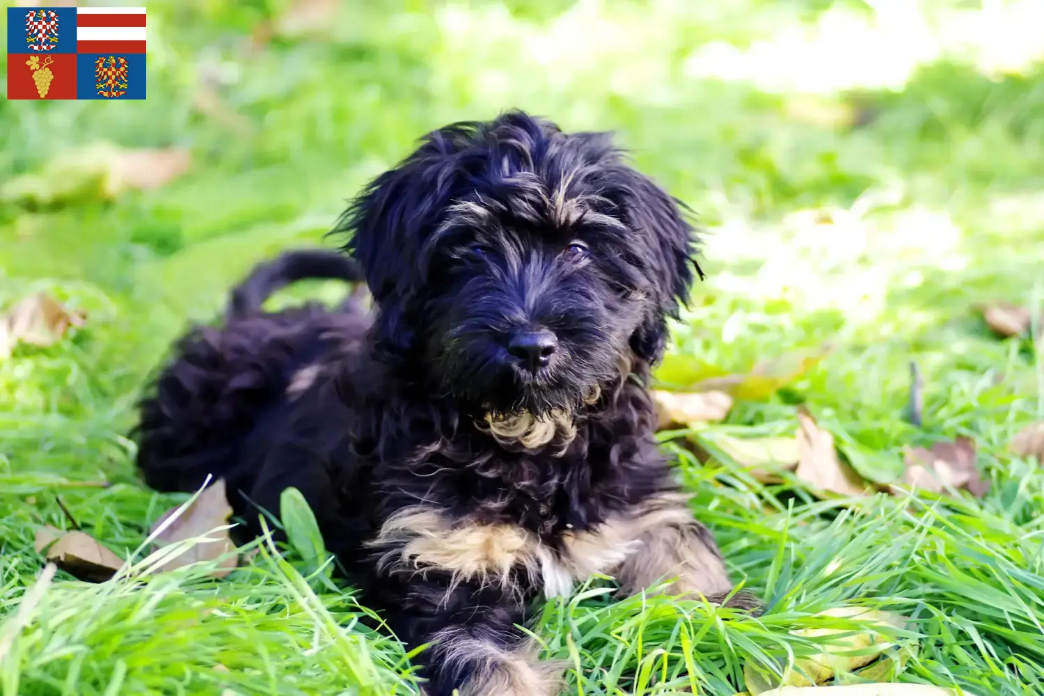 Cão da Serra de Aires Welpen und Züchter Südmähren Hier findest Du Cão da Serra de Aires Züchter in Südmähren.