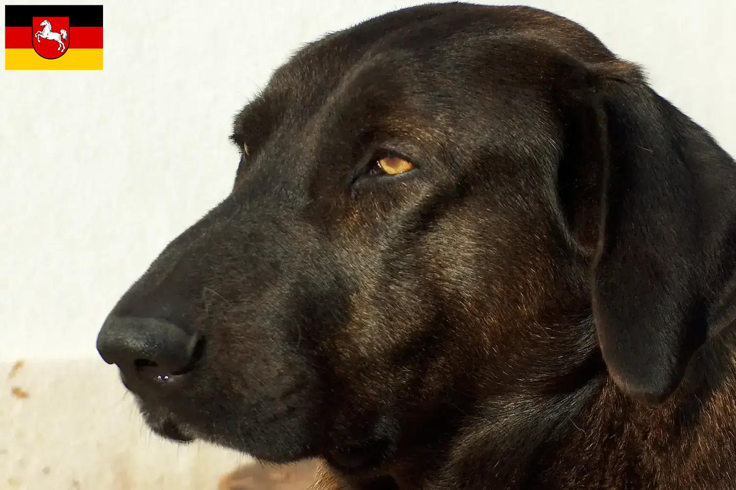 Chien de Castro Laboreiro Welpen und Züchter Niedersachsen Hier findest Du Chien de Castro Laboreiros Züchter in Niedersachsen.
