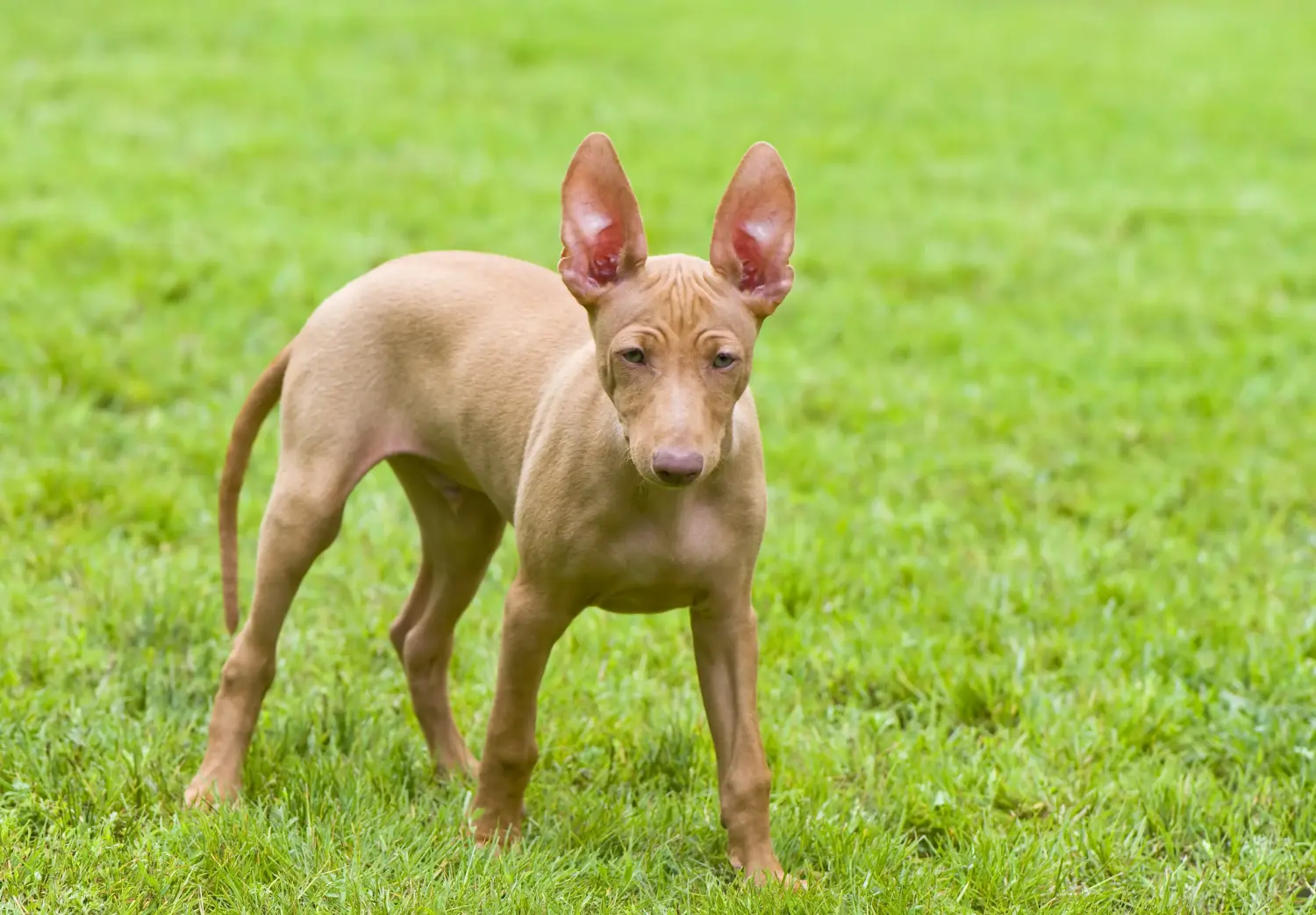 Einen Cirneco dell´ Etna Welpen zu kaufen, bedeutet Verantwortung zu übernehmen! Cirneco dell´ Etna Welpen kaufen.
