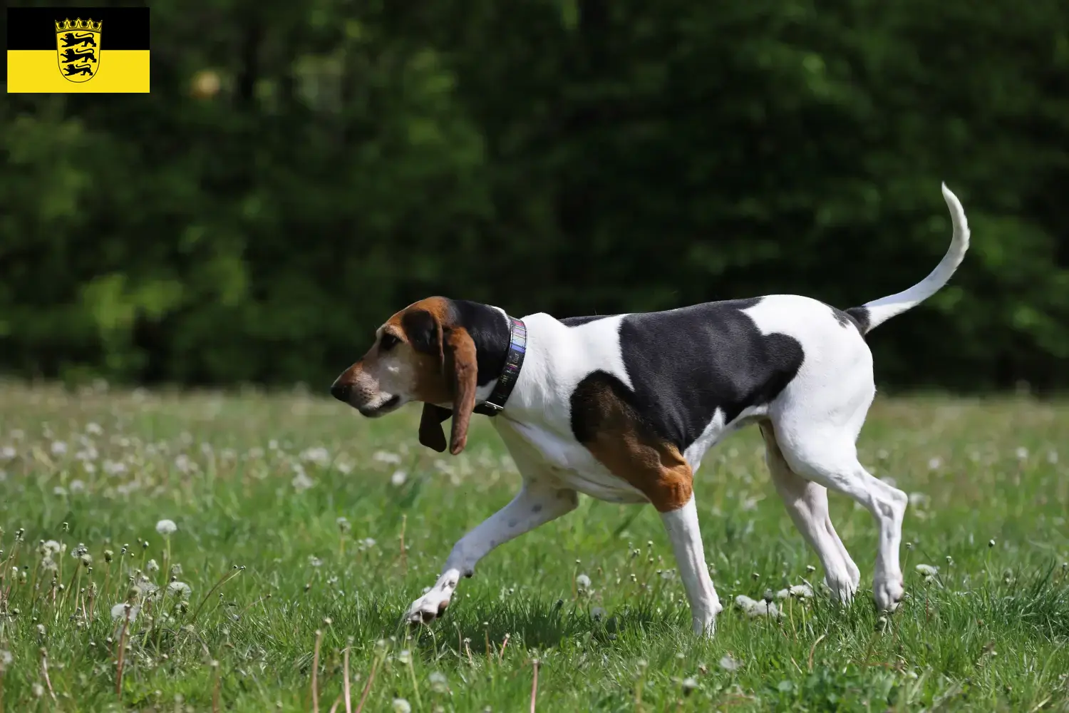 English Foxhound Welpen und Züchter Baden-Württemberg Hier findest Du English Foxhounds Züchter in Baden-Württemberg.