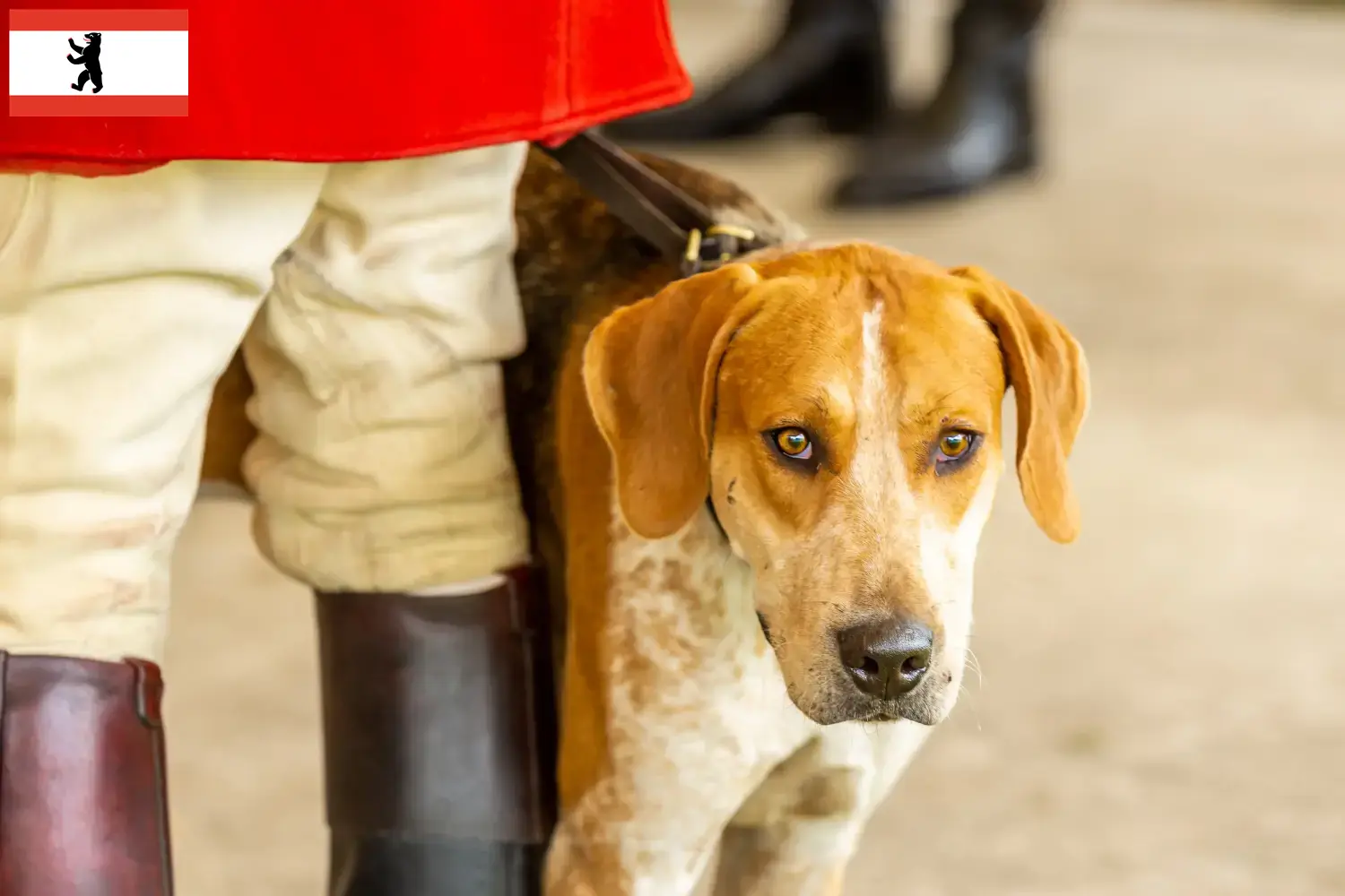 English Foxhound Welpen und Züchter Berlin Hier findest Du English Foxhounds Züchter in Berlin.