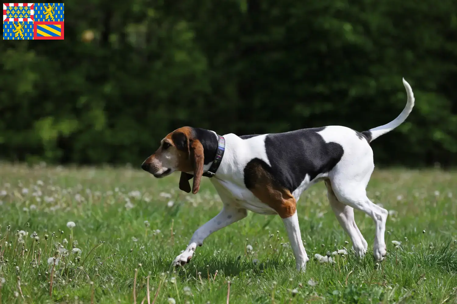 English Foxhound Welpen und Züchter Bourgogne-Franche-Comté Hier findest Du English Foxhounds Züchter in Bourgogne-Franche-Comté.