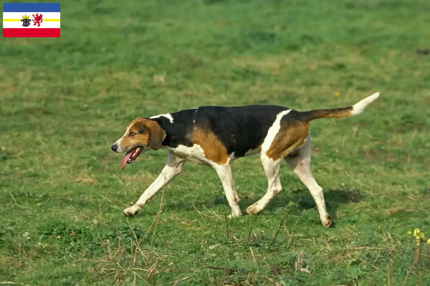 English Foxhound Welpen und Züchter Mecklenburg-Vorpommern Hier findest Du English Foxhounds Züchter in Mecklenburg-Vorpommern.