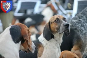 Mehr über den Artikel erfahren English Foxhound Züchter und Welpen in Pays de la Loire