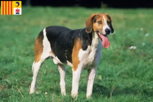 Mehr über den Artikel erfahren English Foxhound Züchter und Welpen in der Provence-Alpes-Côte d’Azur