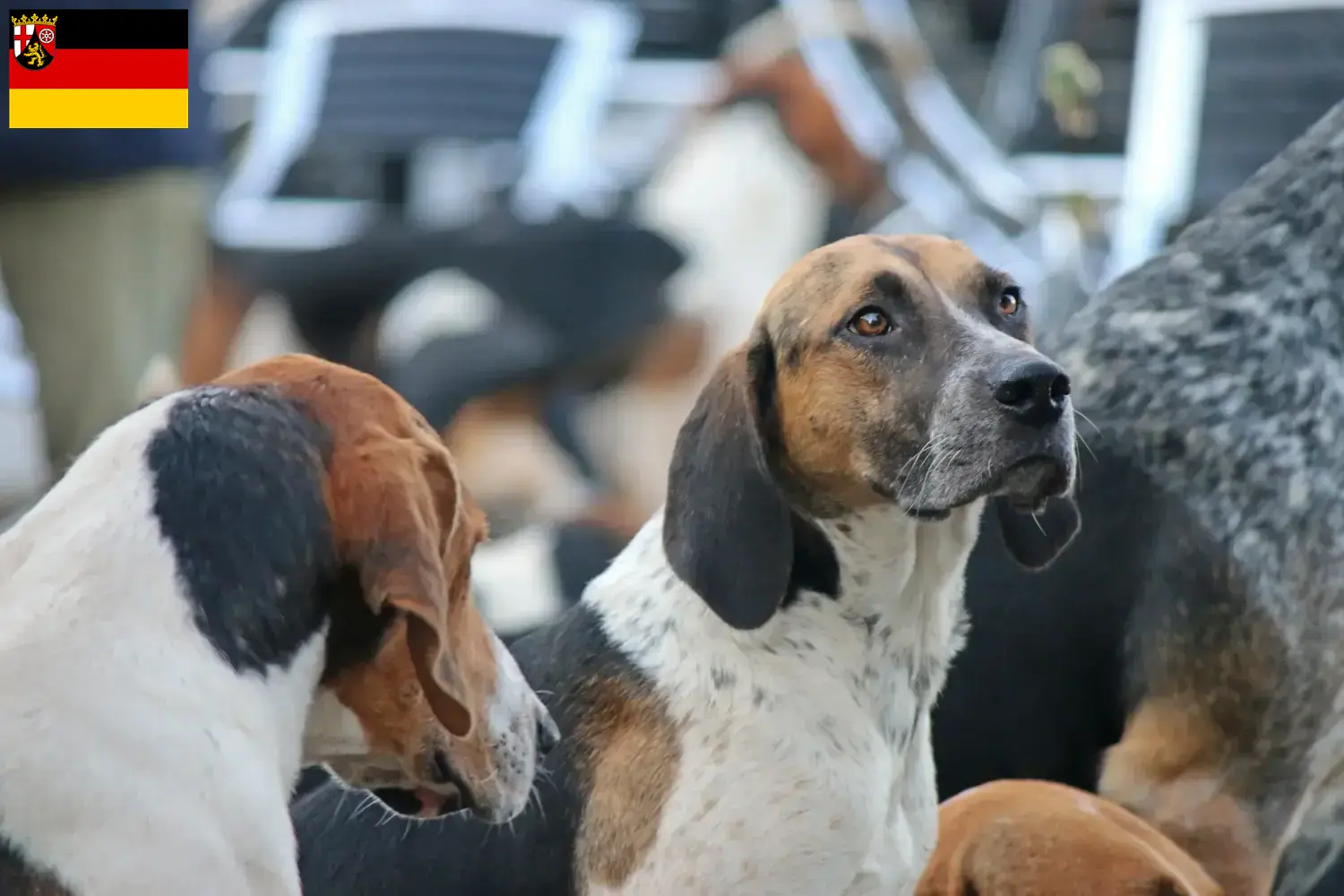 English Foxhound Welpen und Züchter Rheinland-Pfalz Hier findest Du English Foxhounds Züchter in Rheinland-Pfalz.
