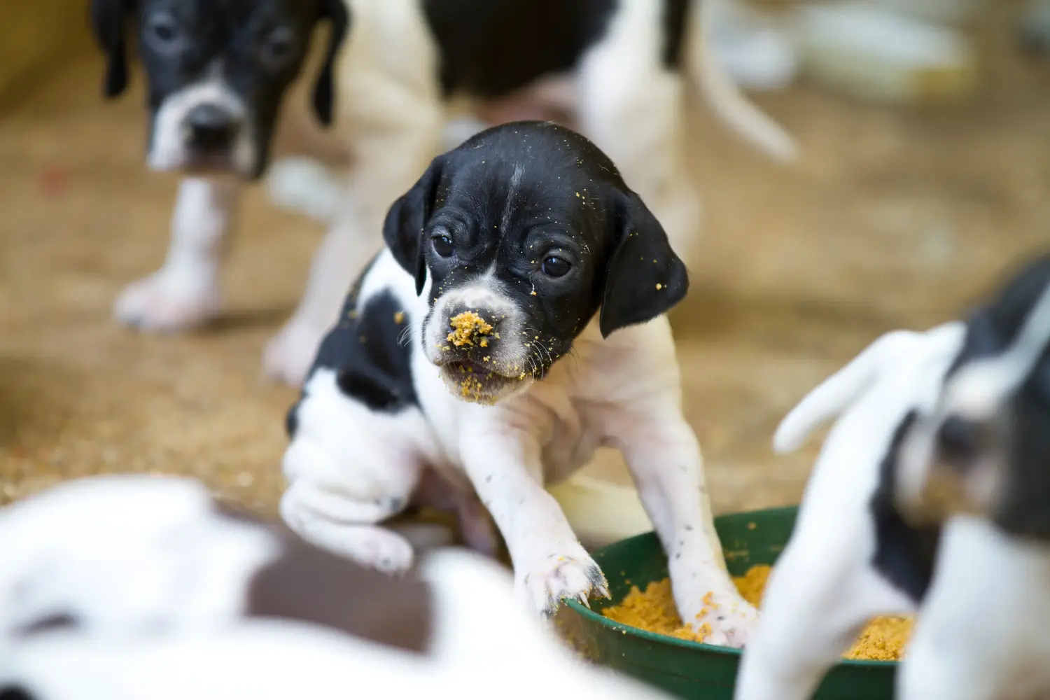 Einen English Pointer Welpen zu kaufen, bedeutet Verantwortung zu übernehmen! English Pointer Welpen kaufen.
