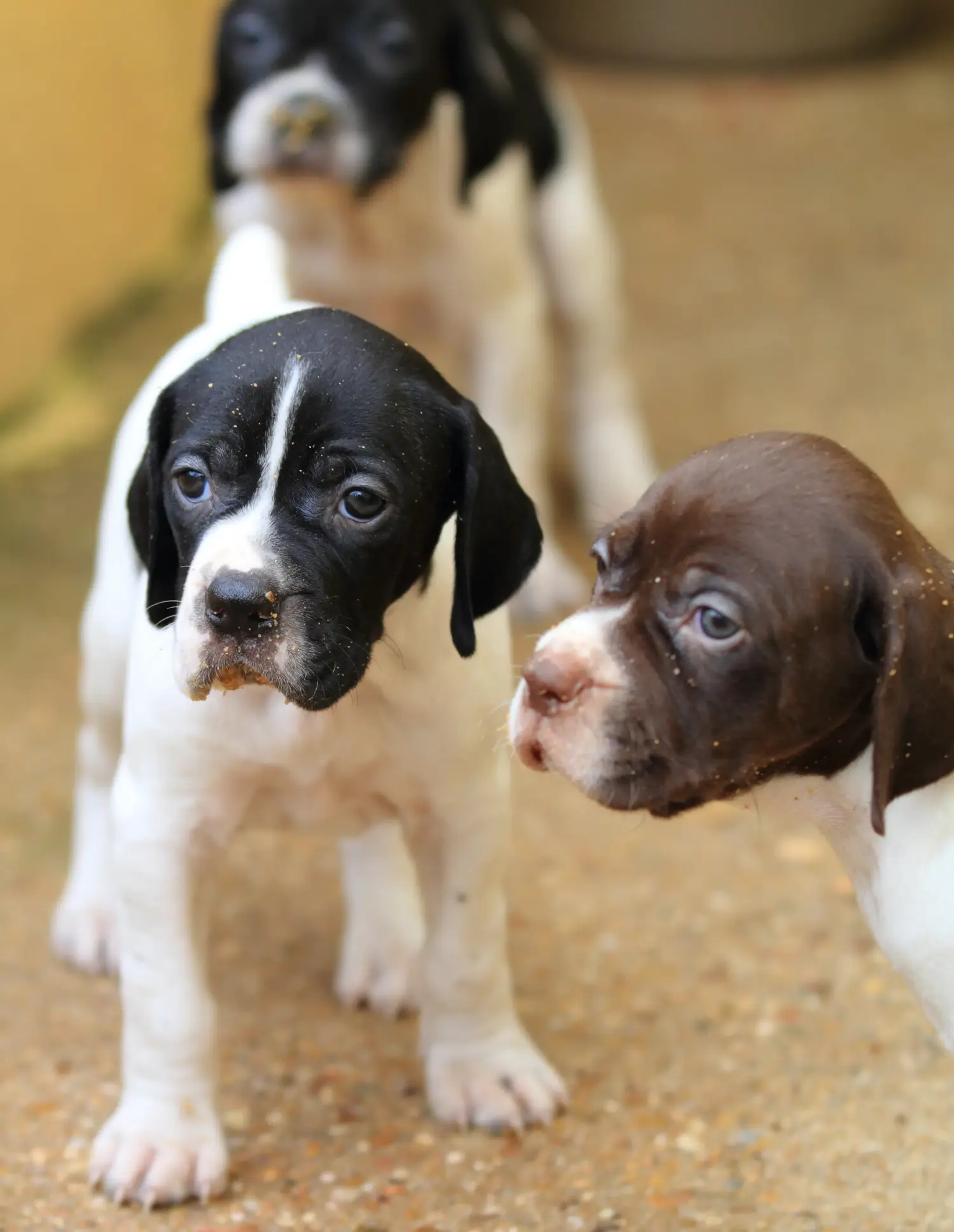 Einen English Pointer Welpen zu kaufen, bedeutet Verantwortung zu übernehmen! English Pointer Welpen kaufen.