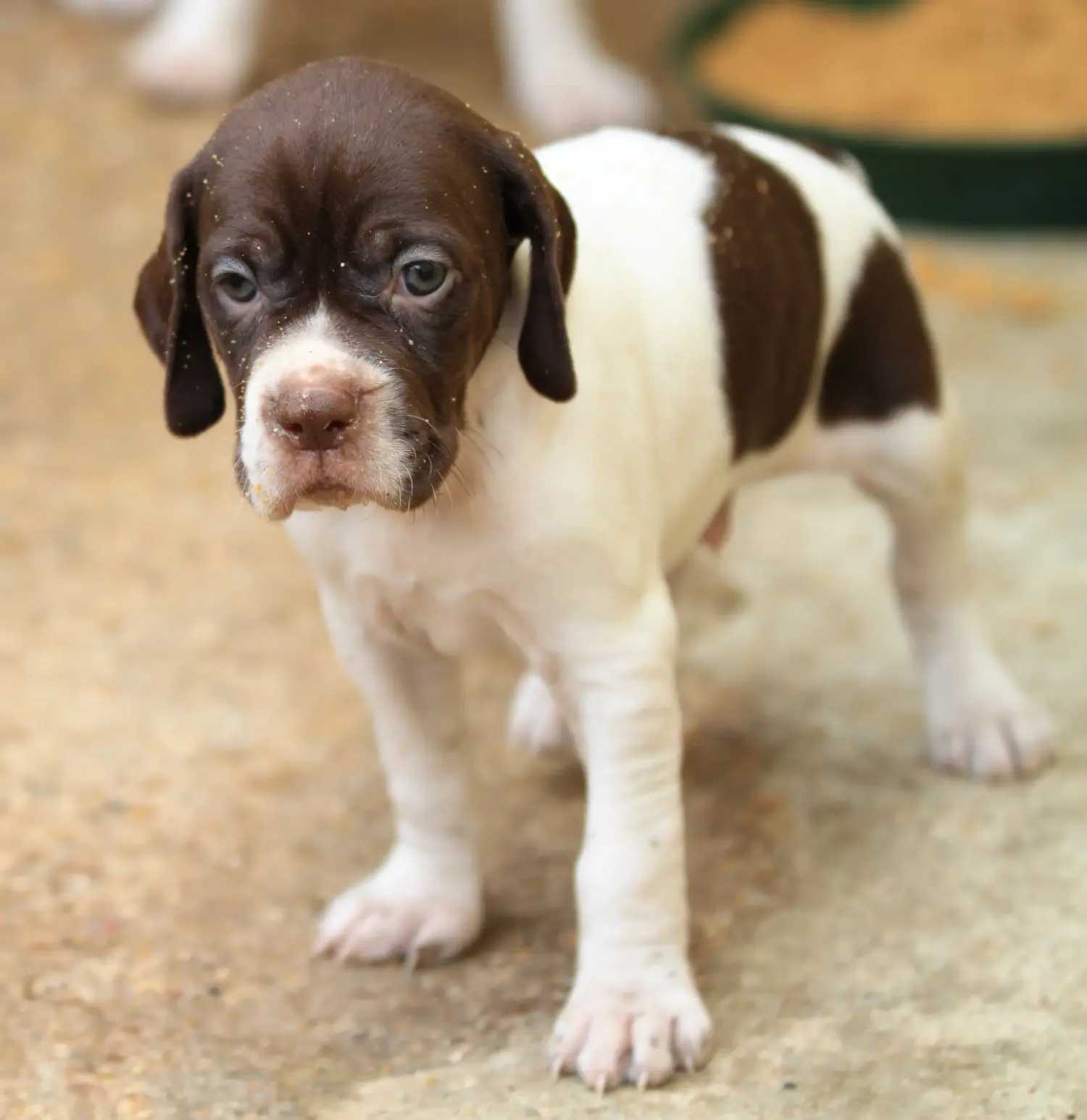 Einen English Pointer Welpen zu kaufen, bedeutet Verantwortung zu übernehmen! English Pointer Welpen kaufen.