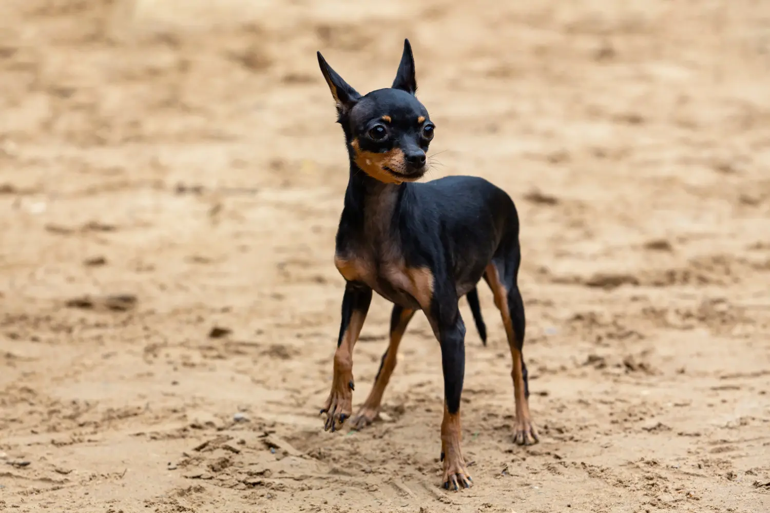 Einen English Toy Terrier Welpen zu kaufen, bedeutet Verantwortung zu übernehmen! English Toy Terrier Welpen kaufen.