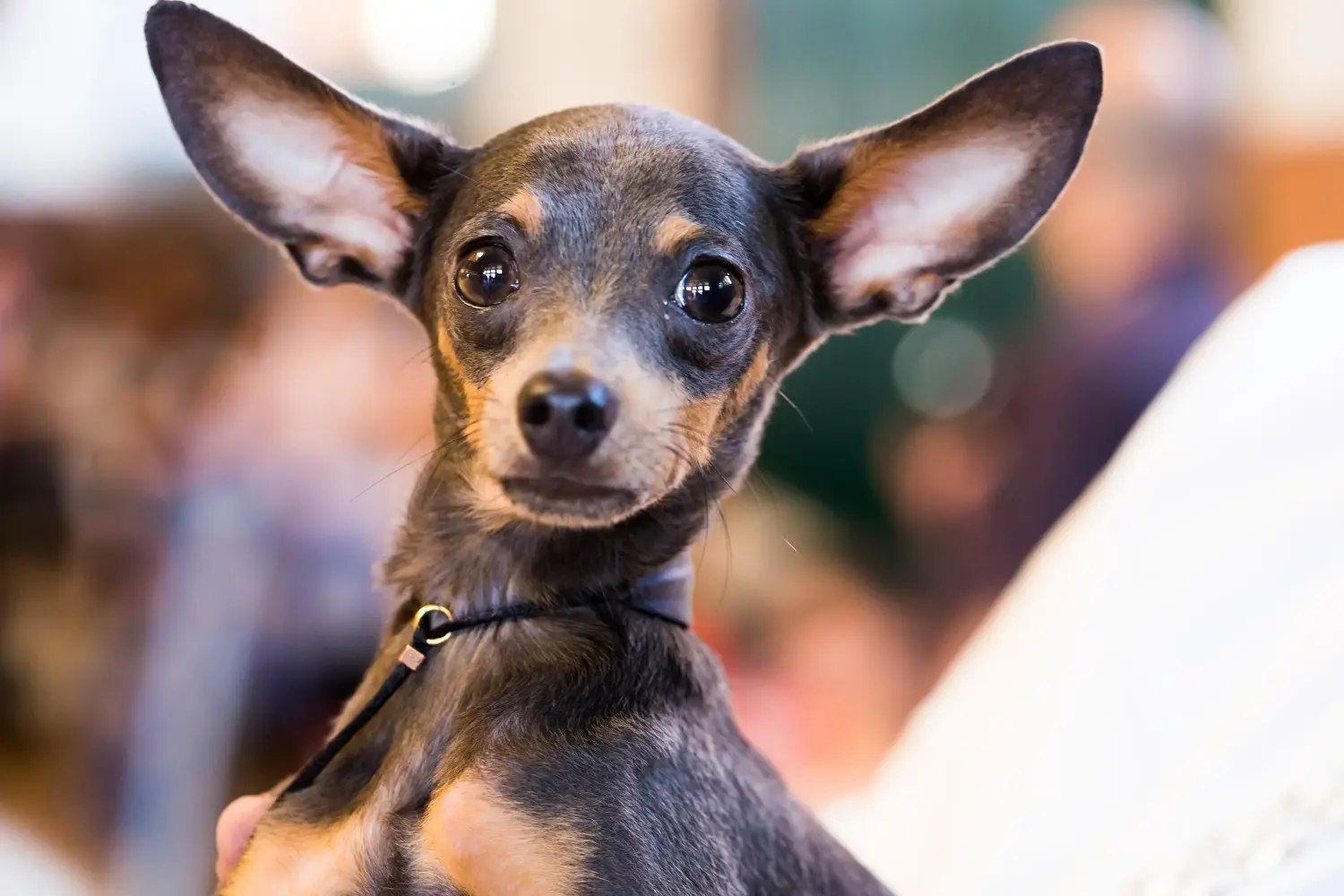 Einen English Toy Terrier Welpen zu kaufen, bedeutet Verantwortung zu übernehmen! English Toy Terrier Welpen kaufen.