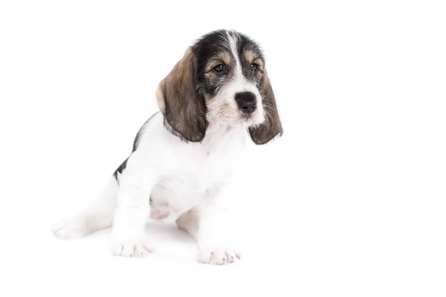 Einen Grand Basset Griffon Vendéen Welpen zu kaufen, bedeutet Verantwortung zu übernehmen! Grand Basset Griffon Vendéen Welpen kaufen.