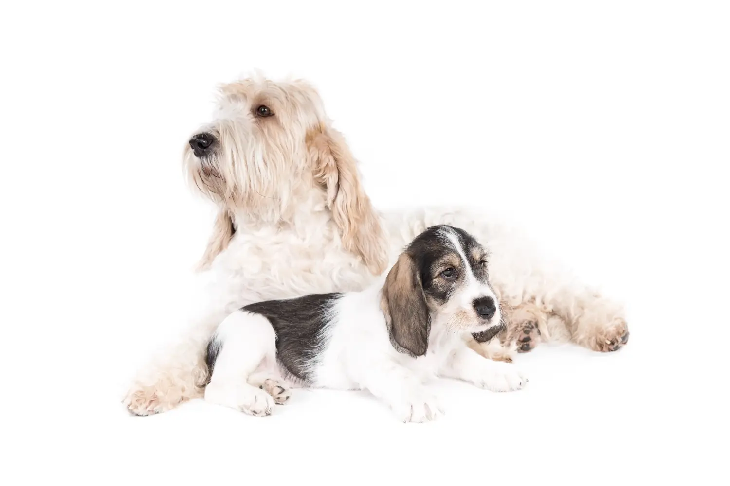 Einen Grand Basset Griffon Vendéen Welpen zu kaufen, bedeutet Verantwortung zu übernehmen! Grand Basset Griffon Vendéen Welpen kaufen.
