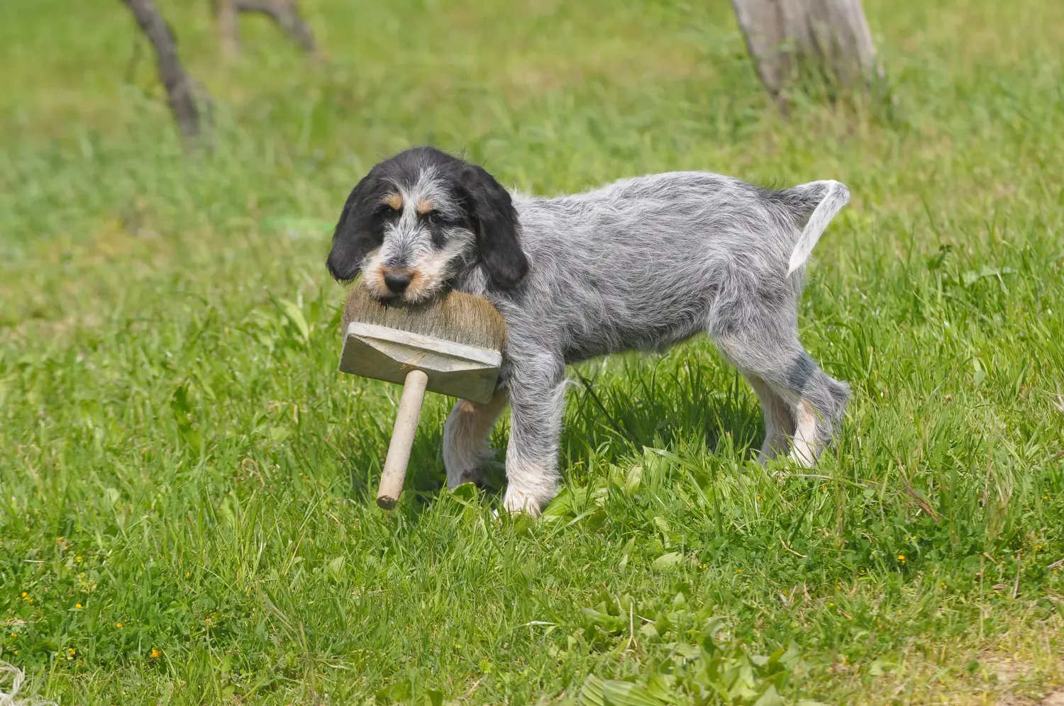 Einen Griffon Bleu de Gascogne Welpen zu kaufen, bedeutet Verantwortung zu übernehmen! Griffon Bleu de Gascogne Welpen kaufen.