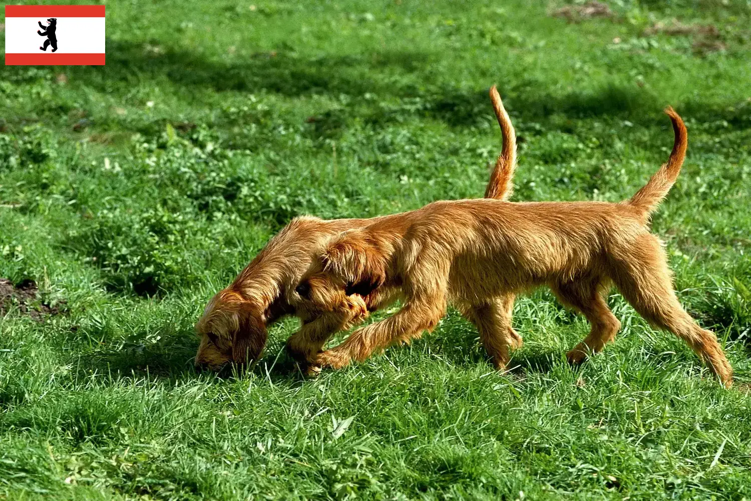 Griffon Fauve de Bretagne Welpen und Züchter Berlin Hier findest Du Griffon Fauve de Bretagnes Züchter in Berlin.