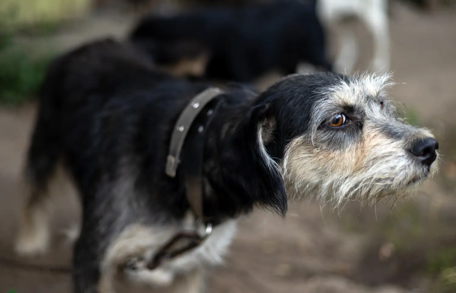 Einen Griffon Nivernais Welpen zu kaufen, bedeutet Verantwortung zu übernehmen! Griffon Nivernais Welpen kaufen.