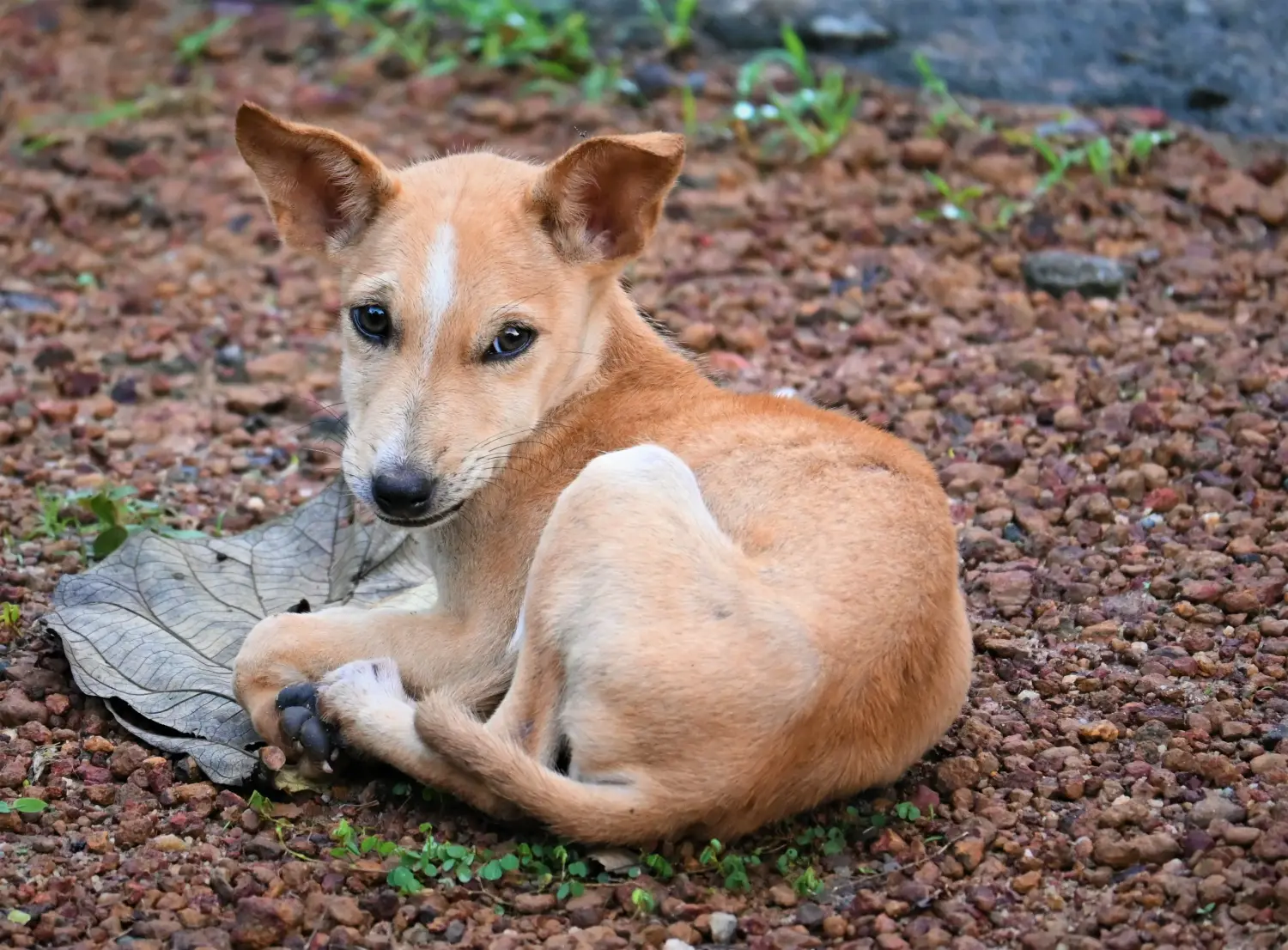 Einen Indian pariah dog Welpen zu kaufen, bedeutet Verantwortung zu übernehmen! Indian pariah dog Welpen kaufen.