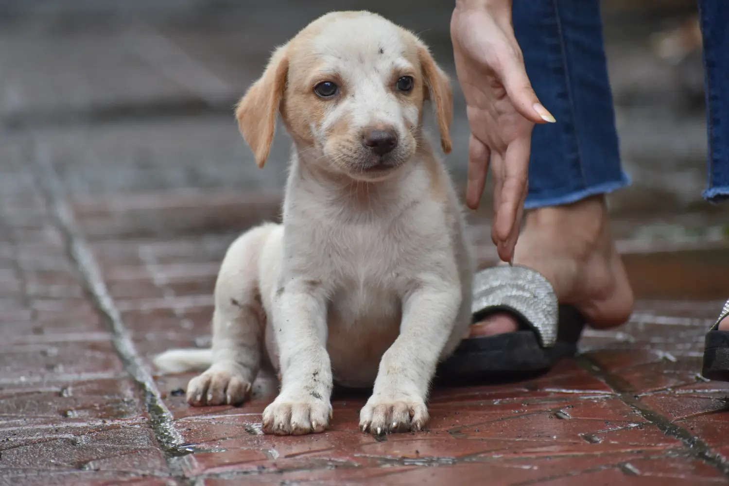 Einen Indian pariah dog Welpen zu kaufen, bedeutet Verantwortung zu übernehmen! Indian pariah dog Welpen kaufen.