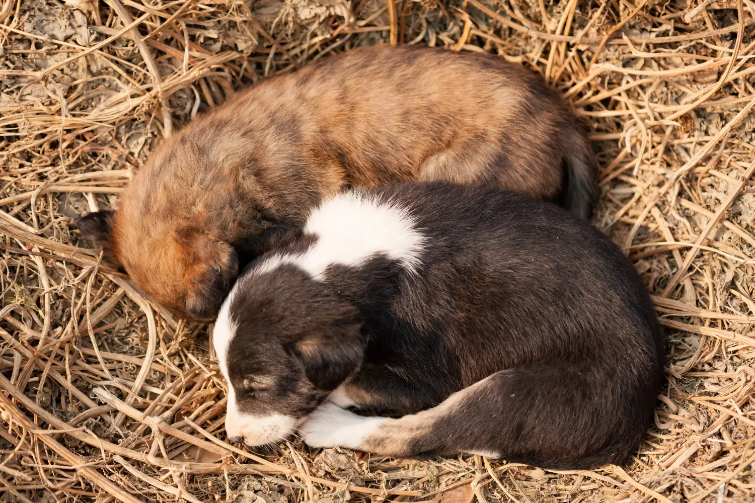 Einen Indian pariah dog Welpen zu kaufen, bedeutet Verantwortung zu übernehmen! Indian pariah dog Welpen kaufen.