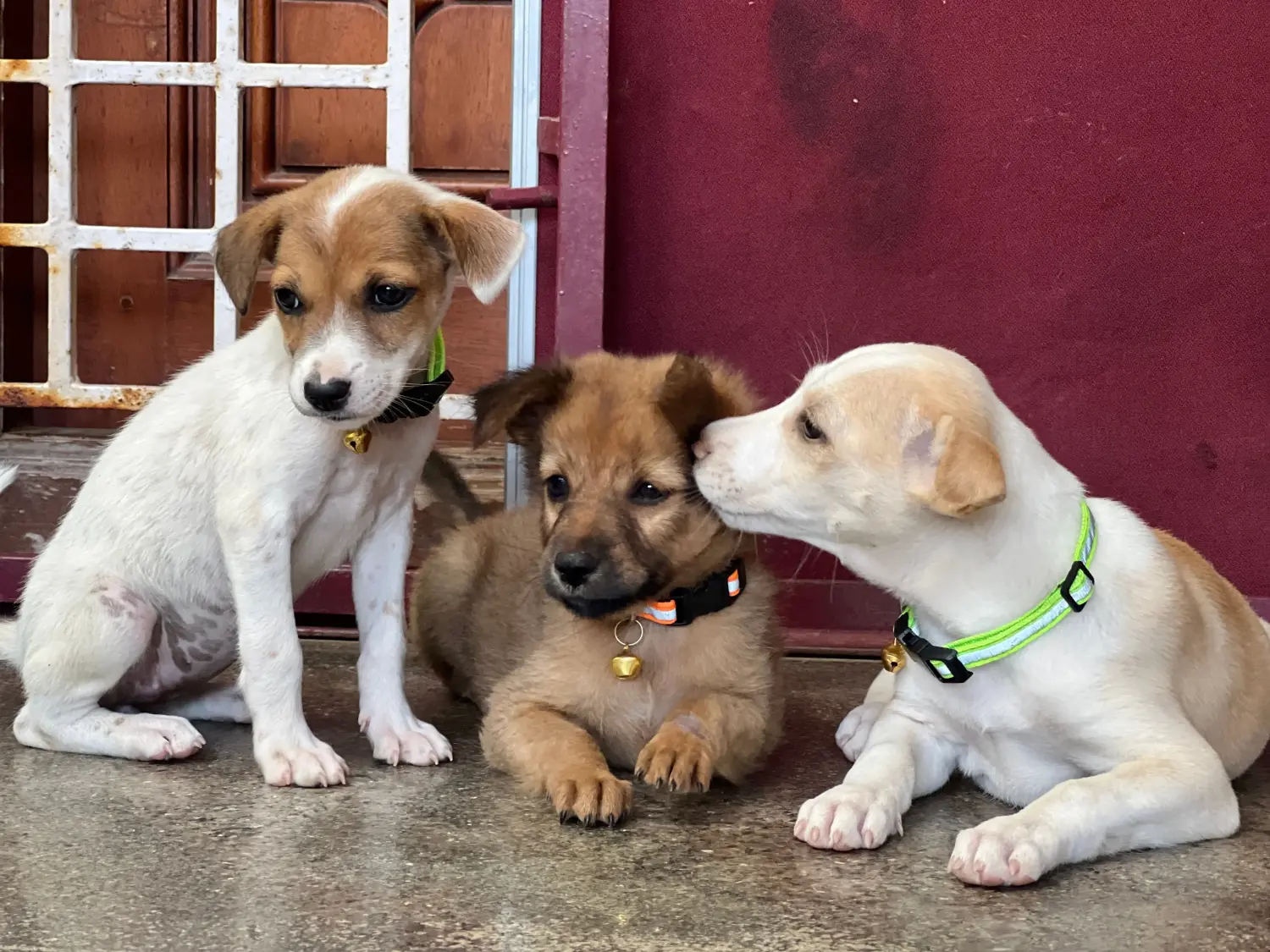 Einen Indian pariah dog Welpen zu kaufen, bedeutet Verantwortung zu übernehmen! Indian pariah dog Welpen kaufen.
