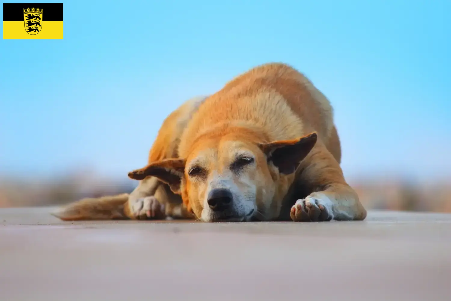 Indian pariah dog Welpen und Züchter Baden-Württemberg Hier findest Du Indian pariah dogs Züchter in Baden-Württemberg.