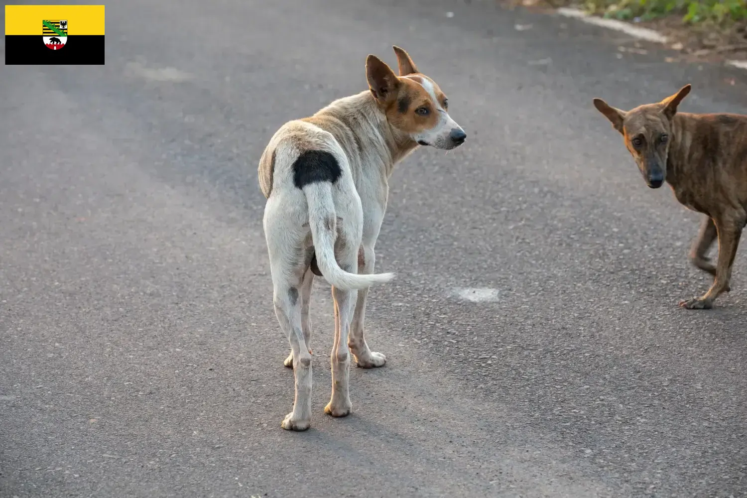 Indian pariah dog Welpen und Züchter Sachsen-Anhalt Hier findest Du Indian pariah dogs Züchter in Sachsen-Anhalt.