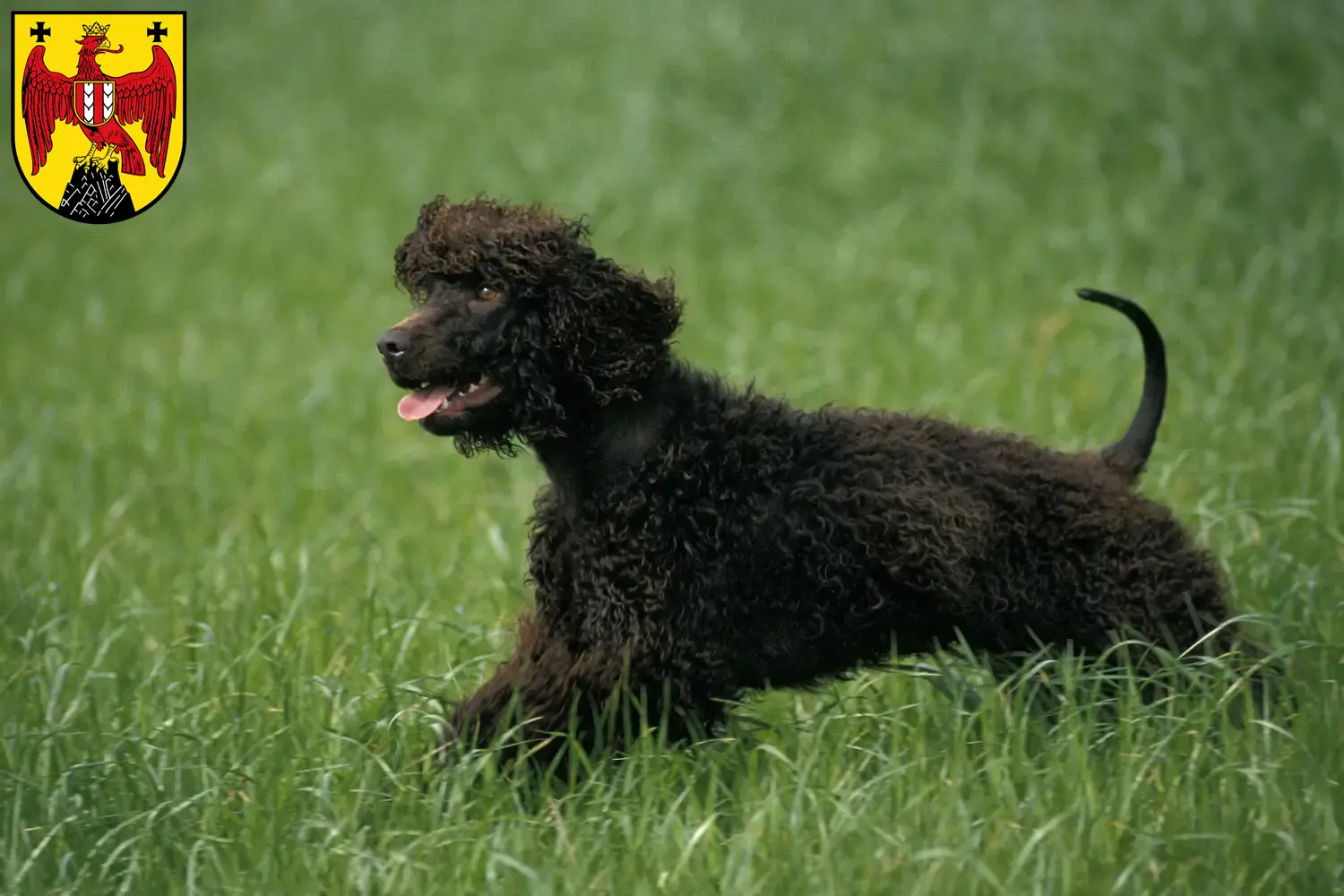 Irish Water Spaniel Welpen und Züchter Burgenland Hier findest Du Irish Water Spaniels Züchter im Burgenland.