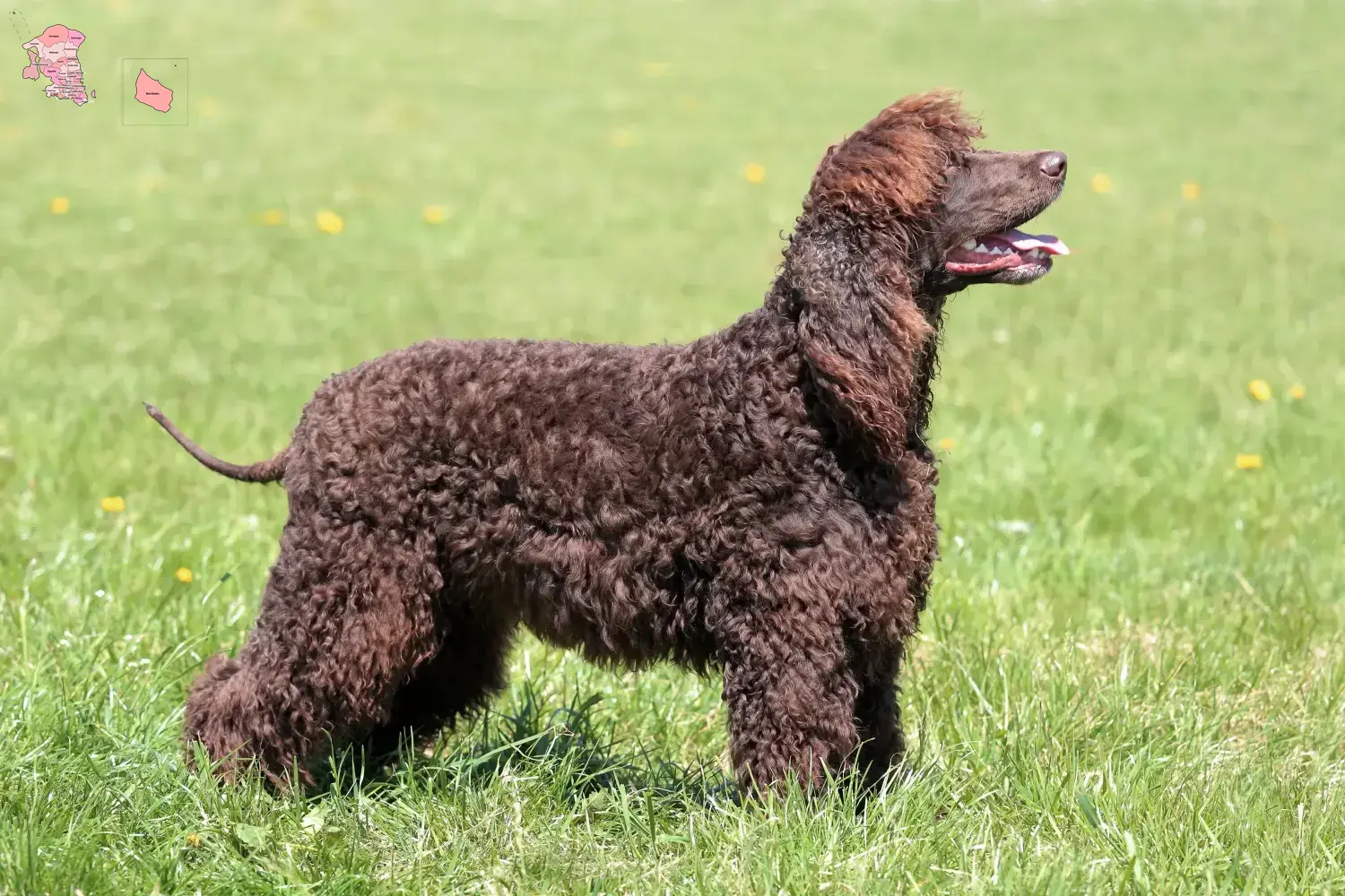 Irish Water Spaniel Welpen und Züchter Hovedstaden Hier findest Du Irish Water Spaniels Züchter in Hovedstaden.