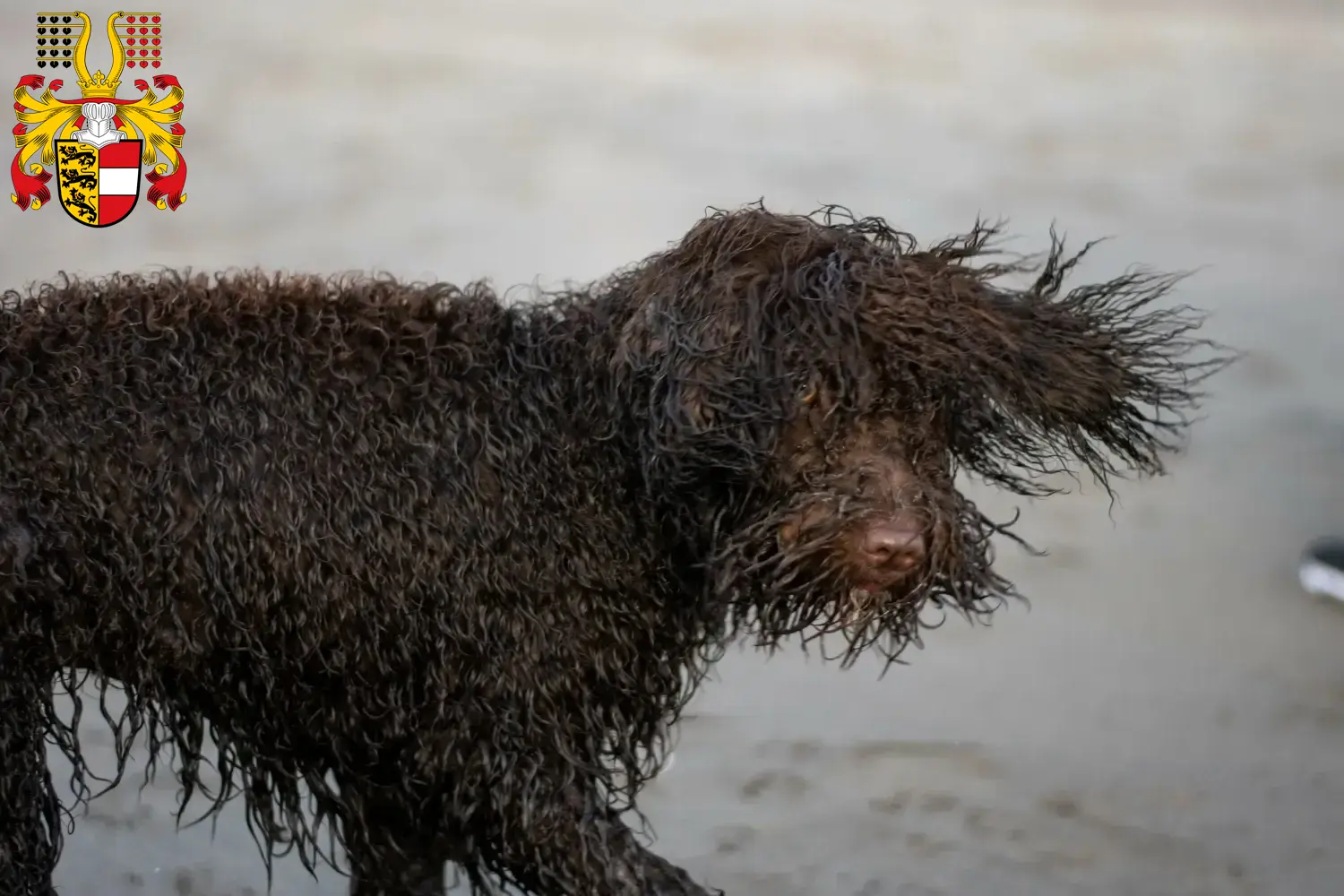 Irish Water Spaniel Welpen und Züchter Kärnten Hier findest Du Irish Water Spaniels Züchter in Kärnten.