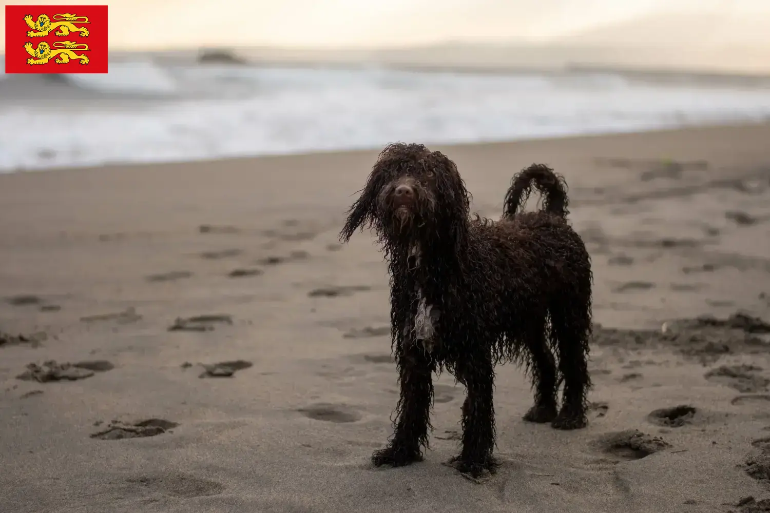 Irish Water Spaniel Welpen und Züchter Normandie Hier findest Du Irish Water Spaniels Züchter in der Normandie.
