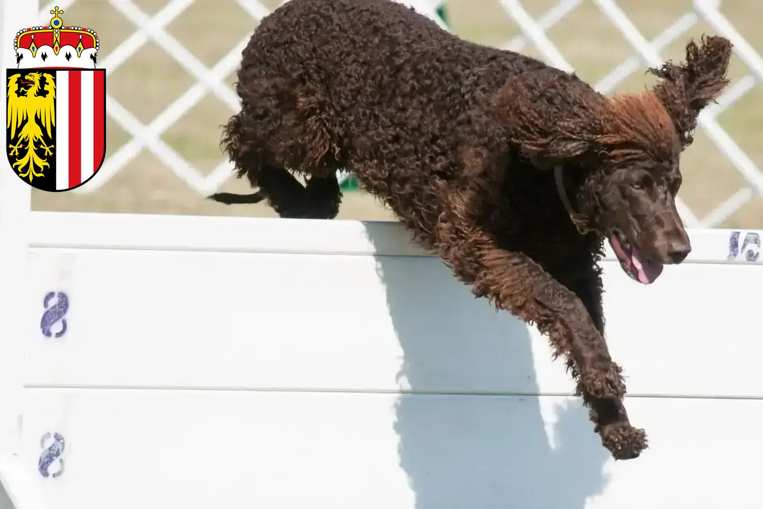 Irish Water Spaniel Welpen und Züchter Oberösterreich Hier findest Du Irish Water Spaniels Züchter in Oberösterreich.