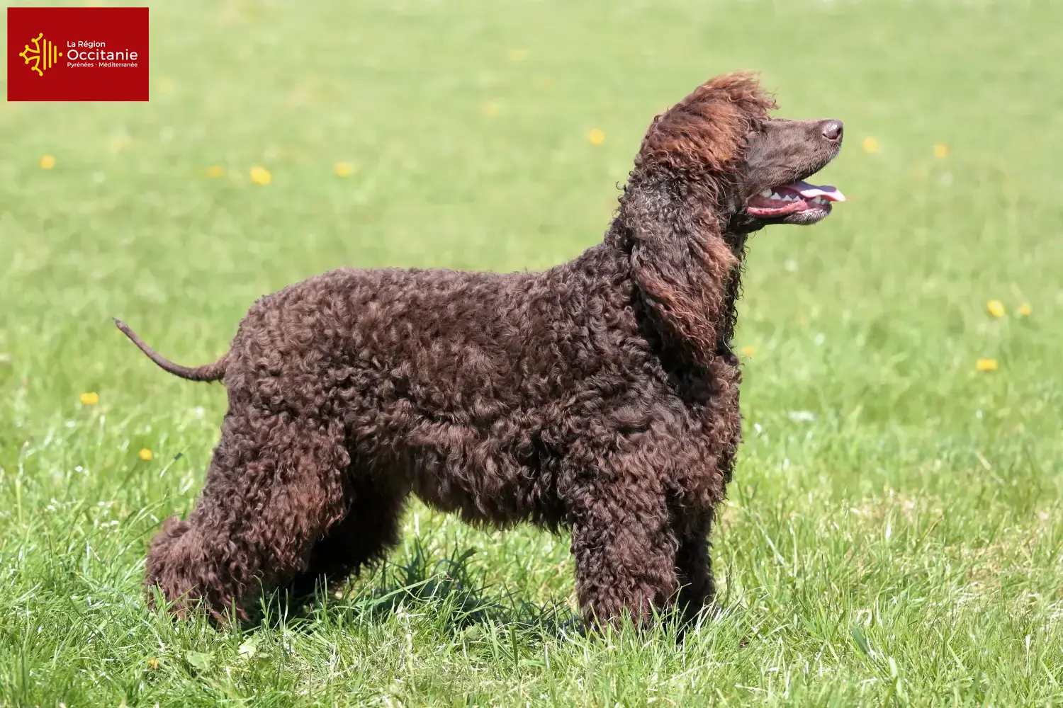 Irish Water Spaniel Welpen und Züchter Okzitanien Hier findest Du Irish Water Spaniels Züchter in Okzitanien.
