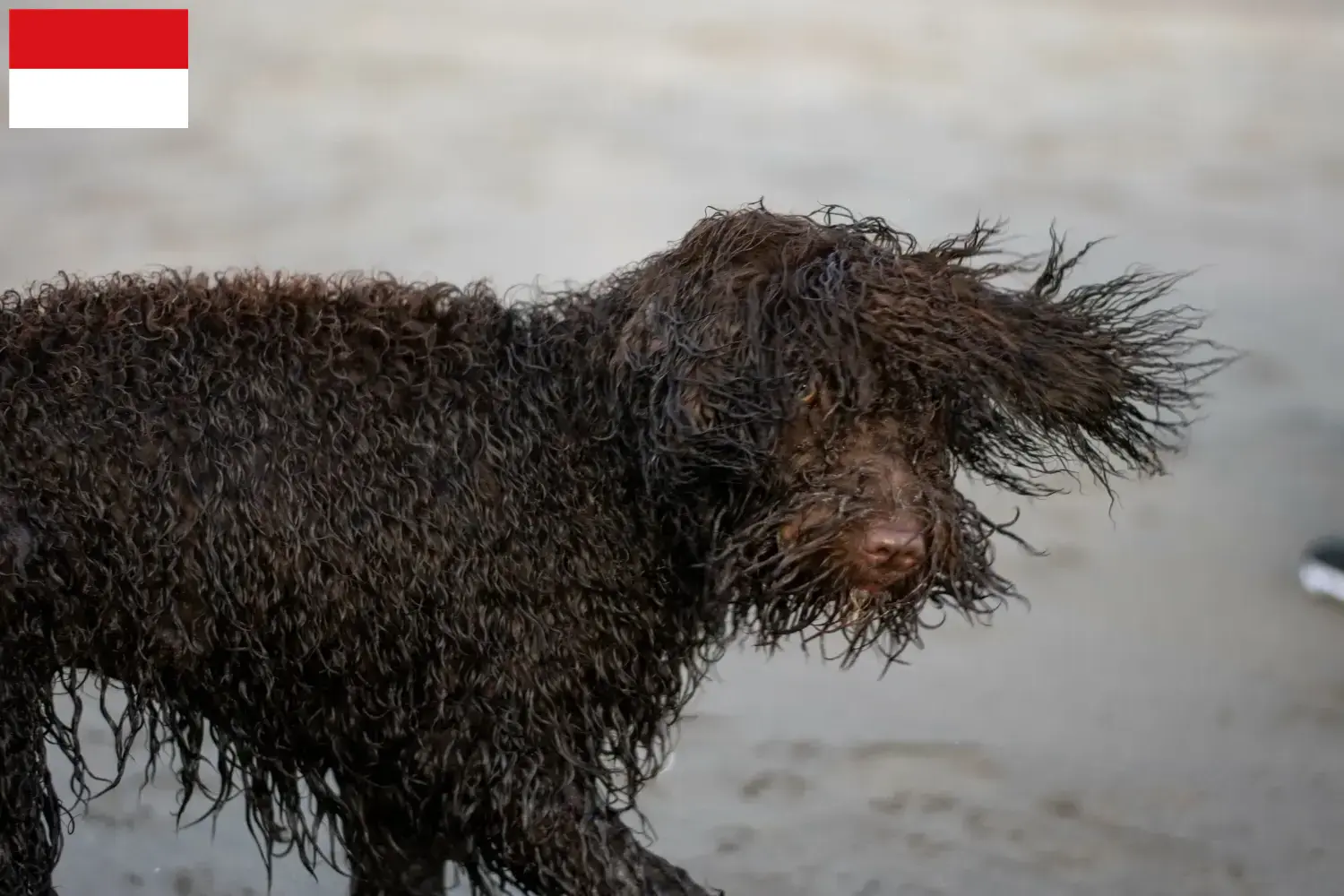 Irish Water Spaniel Welpen und Züchter Wien Hier findest Du Irish Water Spaniels Züchter in Wien.
