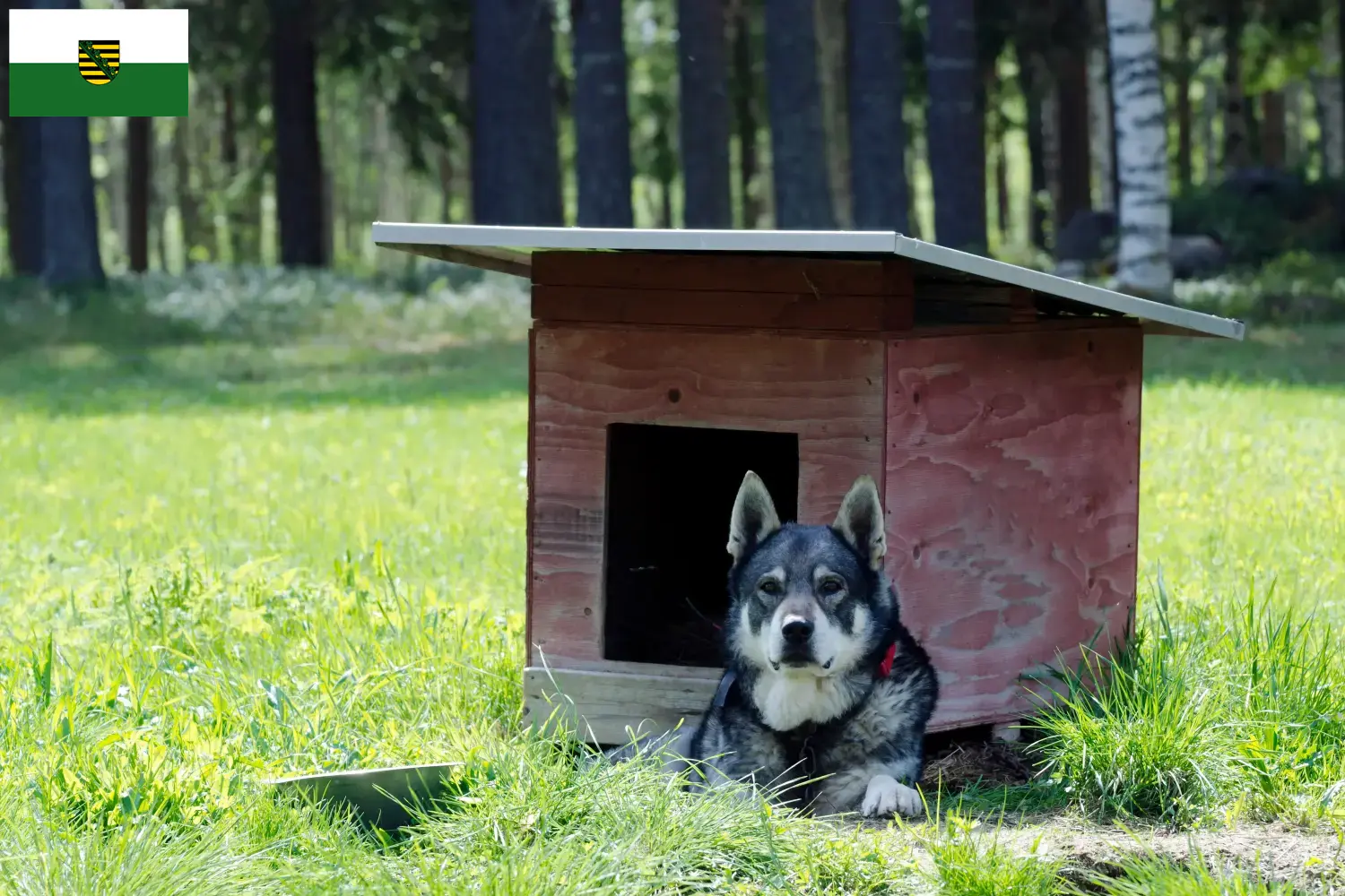 Jämthund Welpen und Züchter Sachsen Hier findest Du Jämthunde Züchter in Sachsen.