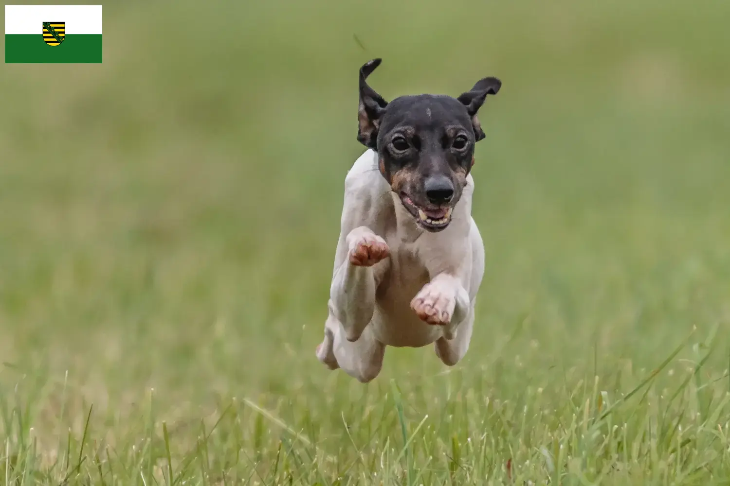 Japanischer Terrier Welpen und Züchter Sachsen Hier findest Du Japanische Terrier Züchter in Sachsen.