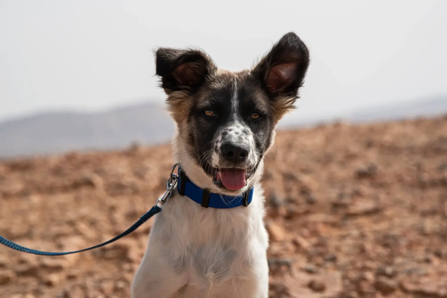 Einen Kanaan-Hund Welpen zu kaufen, bedeutet Verantwortung zu übernehmen! Kanaan-Hund Welpen kaufen.
