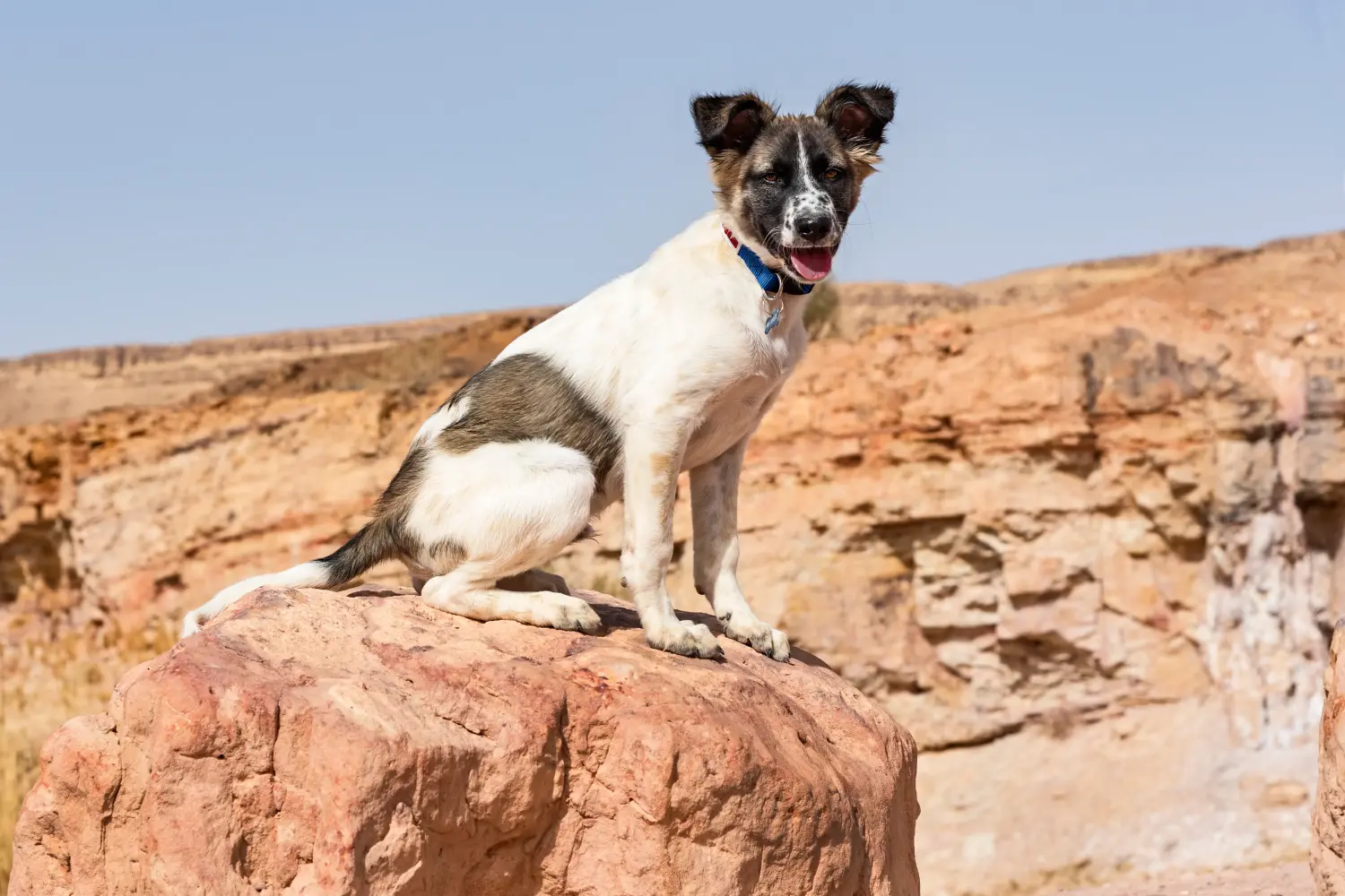 Einen Kanaan-Hund Welpen zu kaufen, bedeutet Verantwortung zu übernehmen! Kanaan-Hund Welpen kaufen.