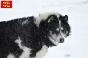 Mehr über den Artikel erfahren Kanadischer Eskimohund Züchter und Welpen in der Normandie