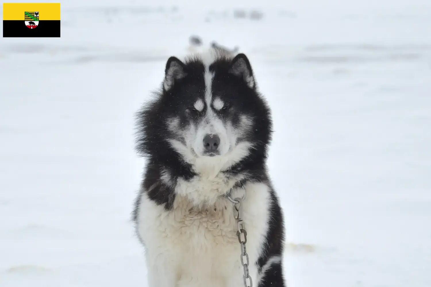 Kanadischer Eskimohund Welpen und Züchter Sachsen-Anhalt Hier findest Du Kanadische Eskimohunde Züchter in Sachsen-Anhalt.