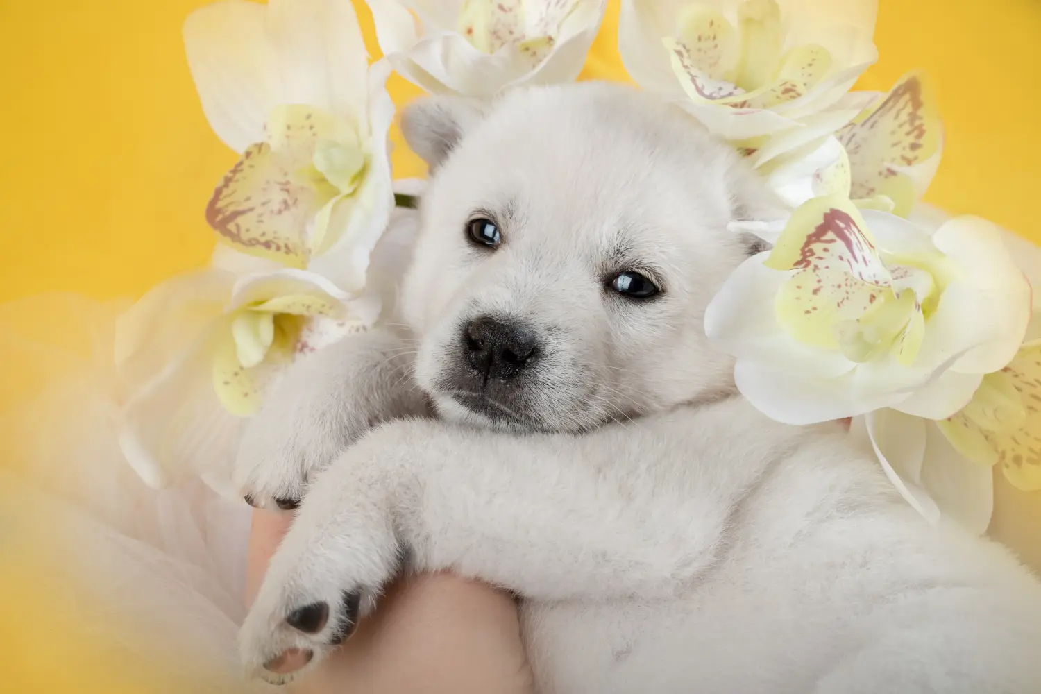 Einen Kishu Welpen zu kaufen, bedeutet Verantwortung zu übernehmen! Kishu Welpen kaufen.