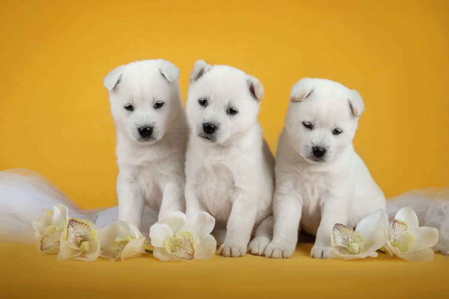 Einen Kishu Welpen zu kaufen, bedeutet Verantwortung zu übernehmen! Kishu Welpen kaufen.