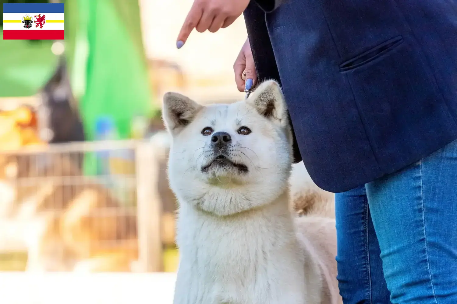 Kishu Welpen und Züchter Mecklenburg-Vorpommern Hier findest Du Kishus Züchter in Mecklenburg-Vorpommern.