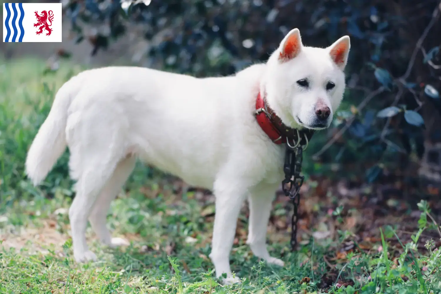 Kishu Welpen und Züchter Nouvelle-Aquitaine Hier findest Du Kishus Züchter in Nouvelle-Aquitaine.