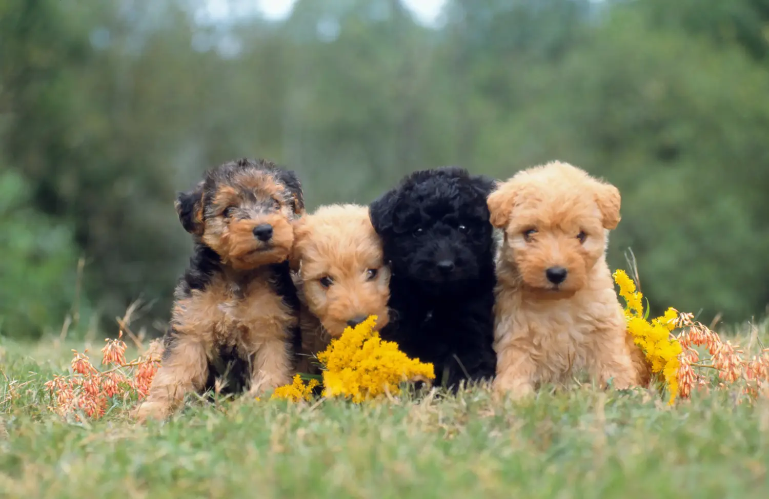 Einen Lakeland Terrier Welpen zu kaufen, bedeutet Verantwortung zu übernehmen! Lakeland Terrier Welpen kaufen.