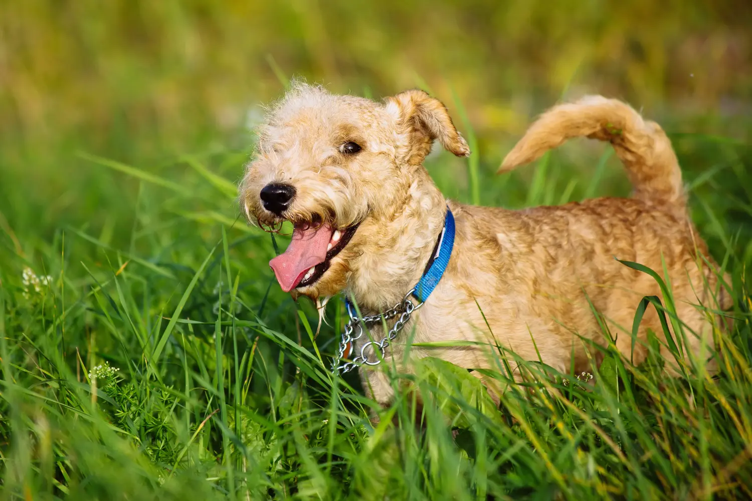Einen Lakeland Terrier Welpen zu kaufen, bedeutet Verantwortung zu übernehmen! Lakeland Terrier Welpen kaufen.