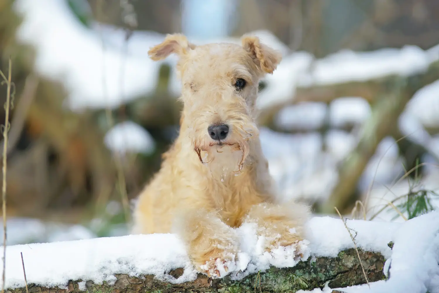 Einen Lakeland Terrier Welpen zu kaufen, bedeutet Verantwortung zu übernehmen! Lakeland Terrier Welpen kaufen.